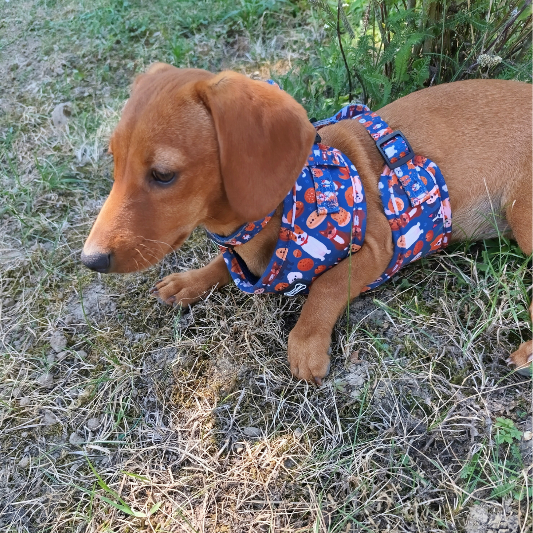 Pup & Cookie Hám