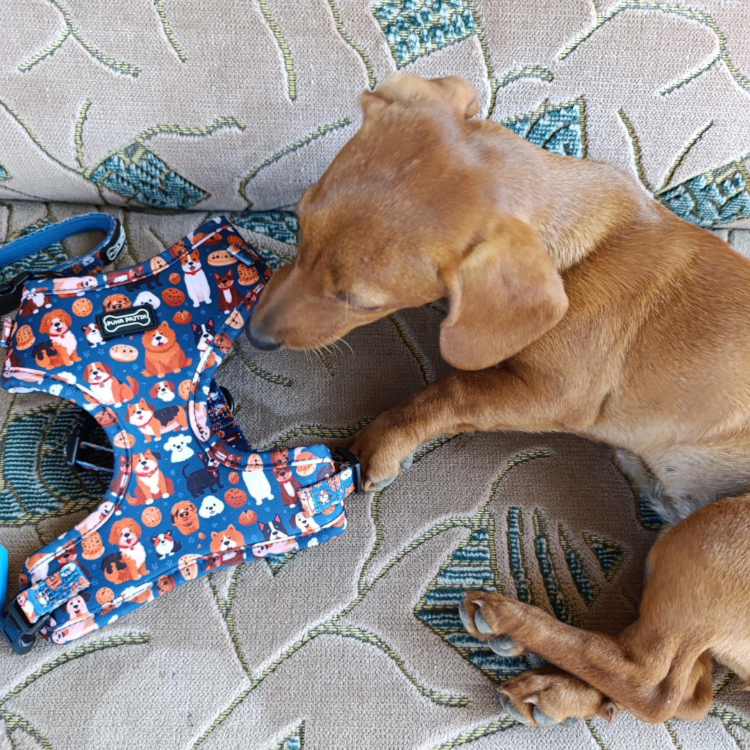 Pup & Cookie Hám