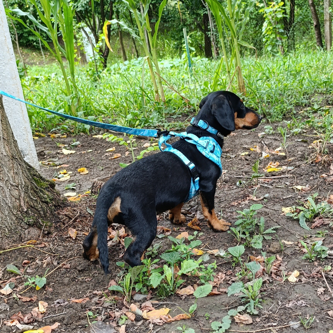 Jungle Walk Hám
